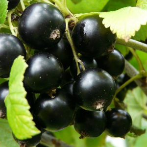 Смородина черная Бона