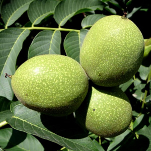 Грецкий орех Клишковский (сеянец)