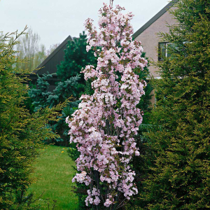 Сакура колоновидная Аманогава