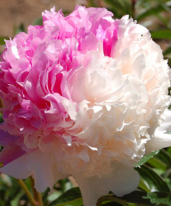 Півонія Mr. Ed