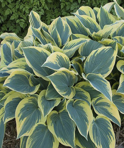 Хоста First Frost