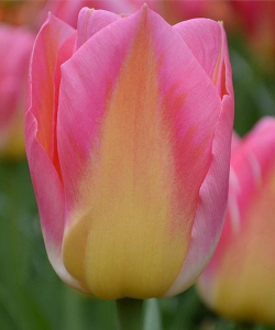 Тюльпан Том Паус (Tom Pouce), 2 шт