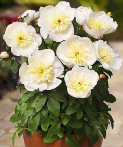 Півонія Madrid