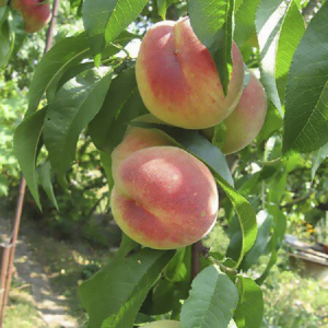 Персик колоновидний Ювілейний