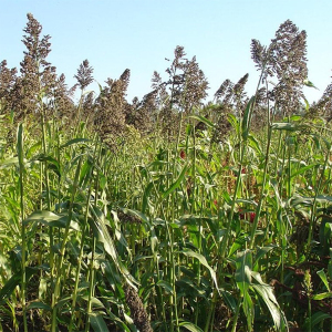 Сорго суданское 10 кг, Украина