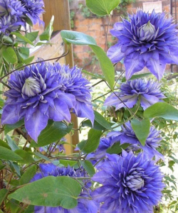 Клематис Blue Light