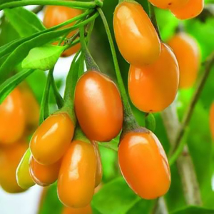 Годжі Амбер Світ, 1 рік