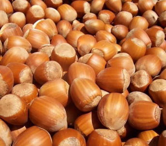 Фундук Грандіозний (сіянець)