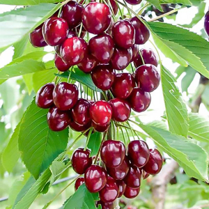 Вишня колоновидна Восторг