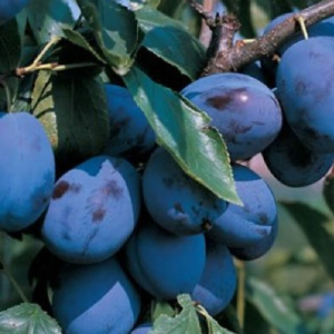 Слива Елена