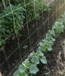 Сітка шпалерна h - 1,7 м, 1м