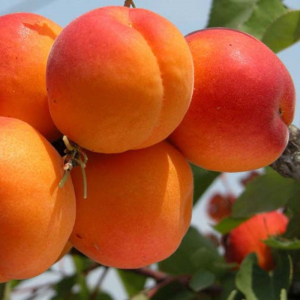 Абрикос колоновидний Первайс