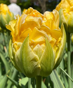 Тюльпан Ваніль Куп (Vanille Coup), 2 шт