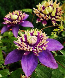 Клематис Taiga