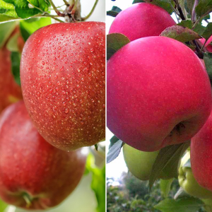 Яблоня дерево сад (Бребурн + Деличия)