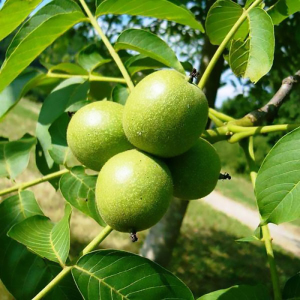 Волоський горіх Черновецький (щеплений)