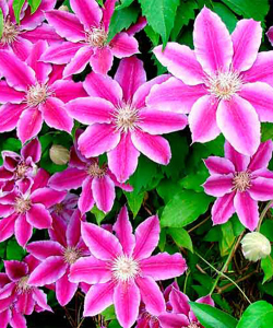 Клематис Doctor Ruppel