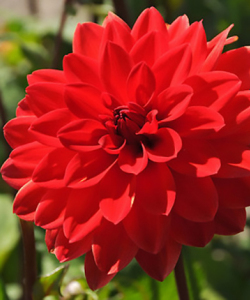 Жоржина Arnhem