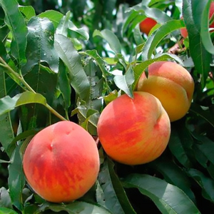 Персик колоновидний Балконелла