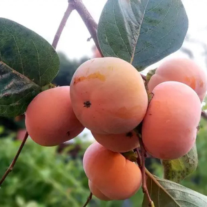 Хурма Вален Бьюти