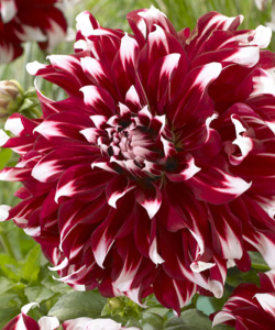 Жоржина X-Factor