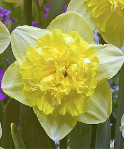 Нарцисс Фул Хауз (Full House)