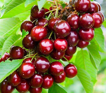 Черешня колоновидна Квін Мері