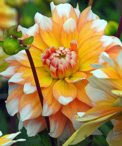 Жоржина Seatle