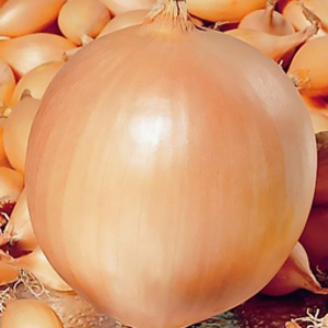 Цибуля - сіянка (саджанка) Коррадо 10 кг (Б2С)