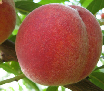 Персик Харнас (Harnas Peach)