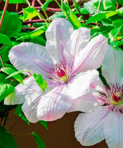 Клематис Pope Jan Pawel II