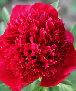 Півонія Many Happy Returns