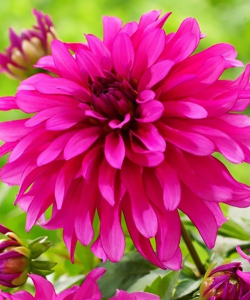 Жоржина Gallery Art Nouveau