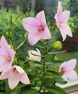 Платикодон Fuji Pink