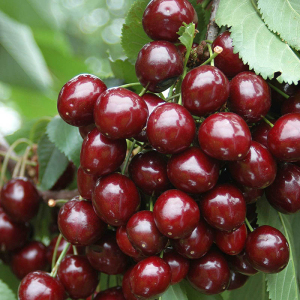 Вишня колоновидна Захоплення