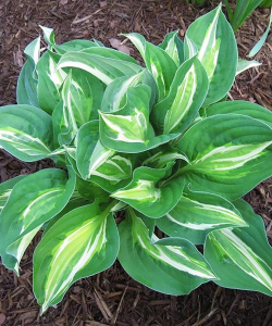 Хоста Snake Eyes