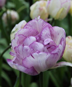 Тюльпан Shirley Double, 2 шт