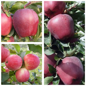 Яблоня дерево сад (Эра + Рэд Чиф + Амброзия)