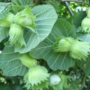 Фундук Каталонський (сіянець)