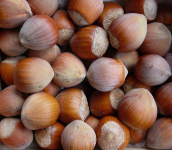 Фундук Пиріжок (сіянець)