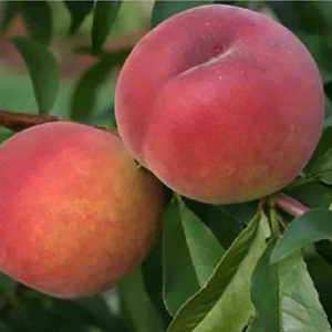 Персик Санкрест