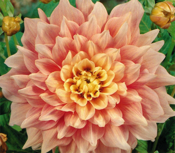 Жоржина Jessy