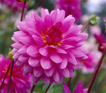 Жоржина Rosella