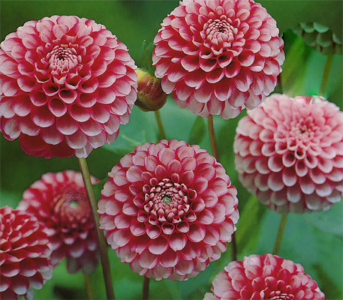 Жоржина Little William