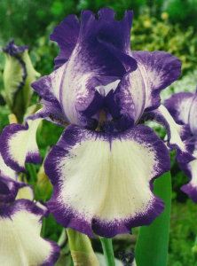 Ірис Circle Step