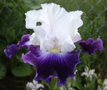 Ірис Latest Style