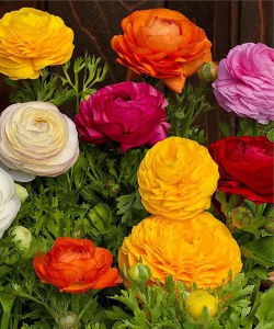 Лютики Авив Микс (Aviv Mix), 5 шт