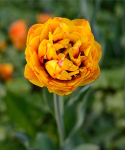 Тюльпан Бонанза (Bonanza), 2 шт