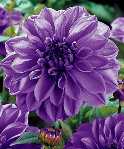 Жоржина Blue Boy