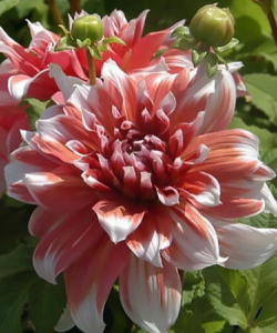 Жоржина Frost Nip